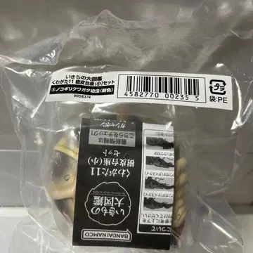 생물대도감 사슴벌레 11 넓적사슴벌레 유충 온라인 한정판