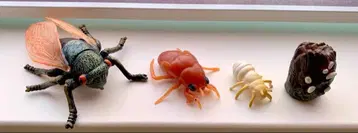 매미 피규어 세트 곤충 피규어 완구 모형 어린이 매미 성장 체험