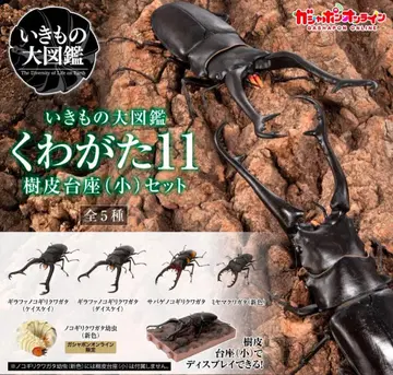 생물대도감 사슴벌레 11 온라인판 5종 세트