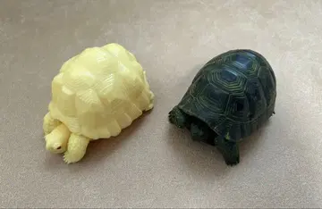 캡슐 가샤폰 육지거북