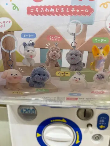 아기 강아지 코로후와 메지루시 참 포메 토이푸들 코기 요키 5종 세트