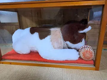 플랜더스의 개 봉제 인형 경품 (칼피스) 쇼와 40년대의 희귀한 물건