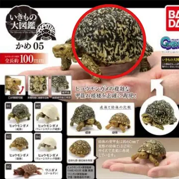 생물대도감 거북 05 표범무늬거북 (성체)