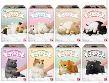 말랑말랑 굴러다니는 고양이 컴프 고양이