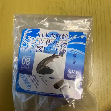 카이요도 일본 수족관 입체 생물 도감 흰 철갑상어