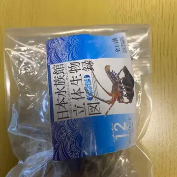 카이요도 일본 수족관 입체 생물 도감 카노코 이세에비