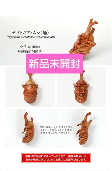 생물대도감 장수풍뎅이07 야마토장수풍뎅이(번데기)