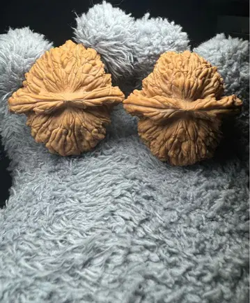 아소비 호두 45 사자루 (무수정)