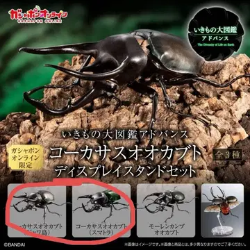 생물대도감 어드밴스 코카서스장수풍뎅이 자바섬 수마트라 온라인판