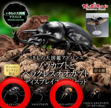 생물대도감 어드밴스 액티온 코끼리장수풍뎅이 헤라클레스 에콰토리아누스