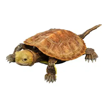 생물대도감 어드밴스 거북 02 이시가메 (오렌지)