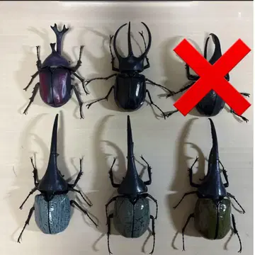 생물대도감 장수풍뎅이 5종