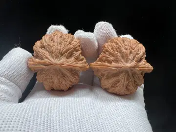 문완당: 문셍 승덕밀문 목전 소요저 사자머리 호두 (희소)