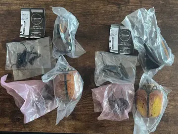 생물대도감 어드밴스 헤라클레스 에콰토리 아누스 헤라클레스 옥시덴탈리스