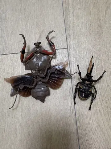 카레하사마귀 헤라클레스 장수풍뎅이