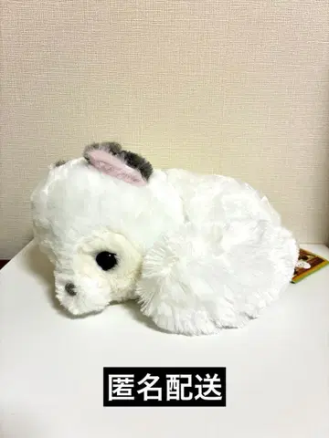 뽀뽕과 너구리 쿠룬과 졸음 봉제 인형 JB 유도후