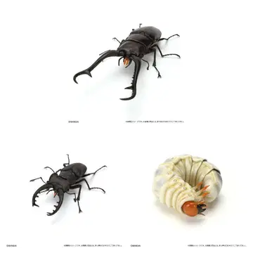 생물대도감 시리즈 사슴벌레 11 온라인판 3종 세트