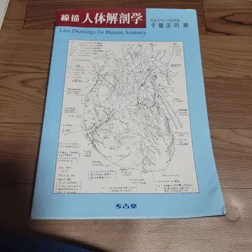 선묘 인체 해부학