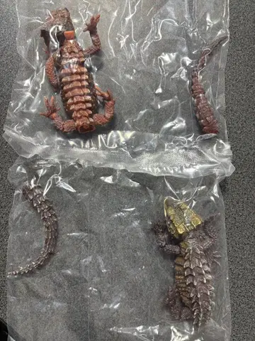 생물대도감 아카메가부토 도마뱀과 모토이 가부토 도마뱀 전 4종류 중 2종