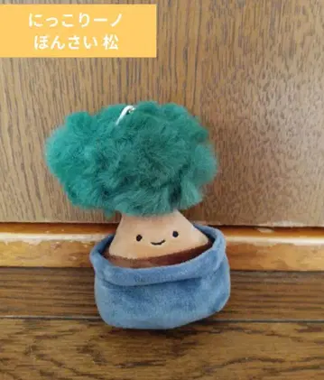 닛코리노 분재 소나무 마스코트