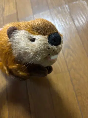 SUPER BEAVER 요시토쿠 슈퍼비버쨩