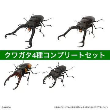 생물대도감 온라인판 장수풍뎅이 11 [ 4종 세미 컴플리트 세트 ]