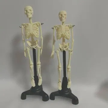 인체 골격 모형 미니 사이즈