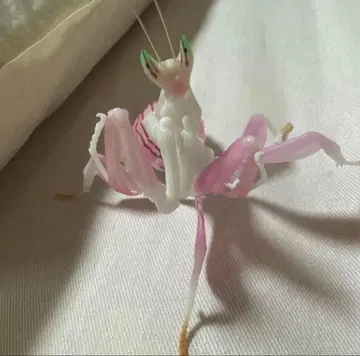 생물대도감 사마귀 03 하나사마귀