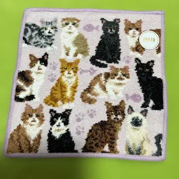 페이러 타월 손수건 마이 큐트 키튼