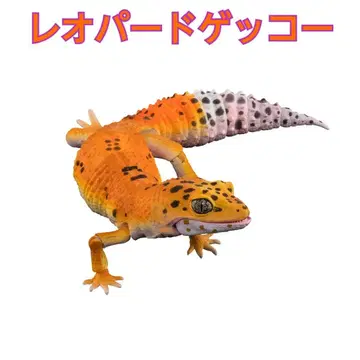 [ 미개봉 ] 생물대도감 어드밴스 레오파드게코