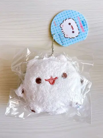 포메라니안 모찌 푸리누이