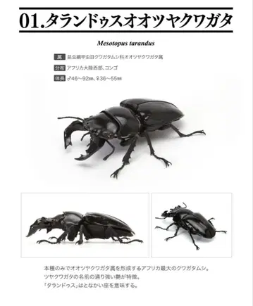 생물대도감 장수풍뎅이 04 / 타란두스 넓적사슴벌레