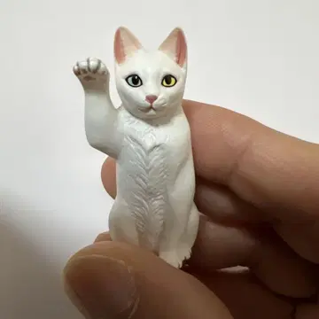 일본 고양이 (화이트/오드아이), 골든 타이거, 마네키네코 대전 2