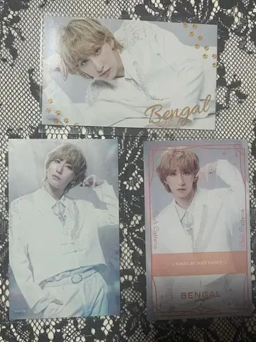 캐터리아 벵갈 묶음 판매