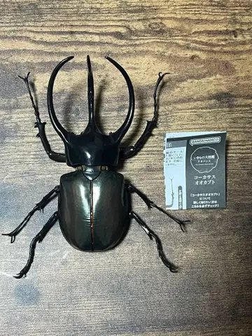 생물대도감 어드밴스 코카서스장수풍뎅이(자바섬)