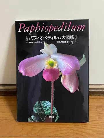 [ 파피오페딜룸 대도감 매혹의 원종 120 ]