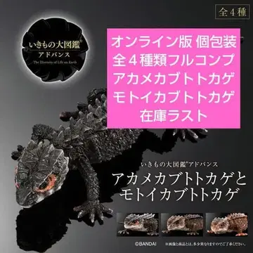 생물대도감 아카메가부토도마뱀과 모토이가부토도마뱀 전 4종류 풀컴프