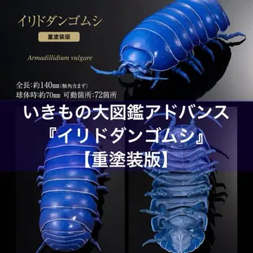 생물대도감 어드밴스 쥐며느리 중 페인팅판 이리도 쥐며느리 온라인판