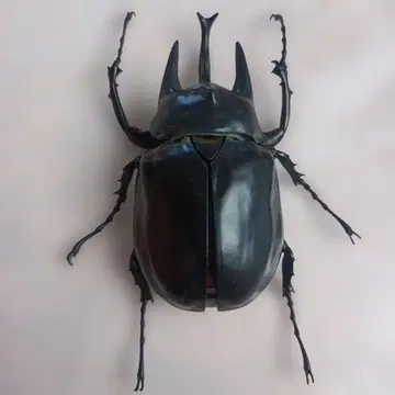 생물대도감 어드밴스 액티온 코뿔소