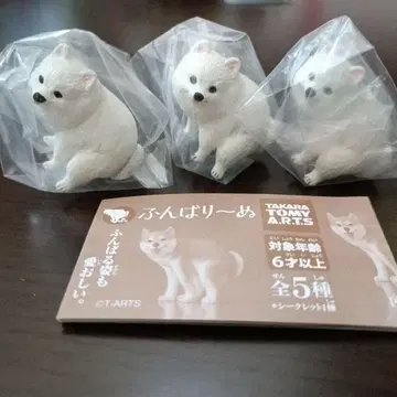 굼벵이 포메라니안