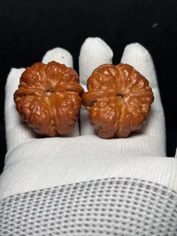 [ 2년 육성 ] 두꺼비 머리 호두 45mm