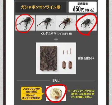 생물대도감 장수풍뎅이 11 수피 받침대 (소) 세트