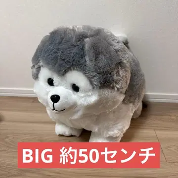 3개 굴러다니는 강아지 모후마루 울트라 BIG 봉제 인형 시베리안 허스키