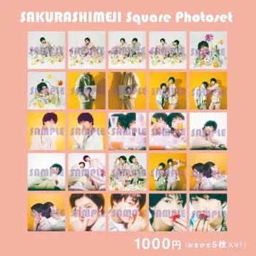 사쿠라시메지 봄시메지 꽃 사진 스퀘어 포토 컴프세트