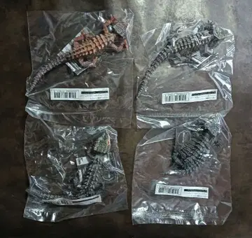 생물대도감 아카메가부토 도마뱀과 모토이카부토 도마뱀 전 4종류 풀컴프