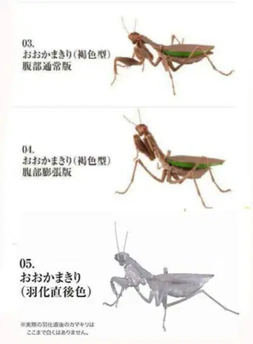 생물대도감 큰사마귀 3종 세트 시크릿 포함