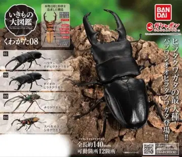 생물대도감 사슴벌레08 4종 세트