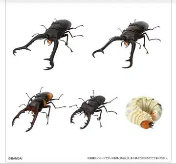 생물대도감 사슴벌레 11 온라인판 전 5종 세트