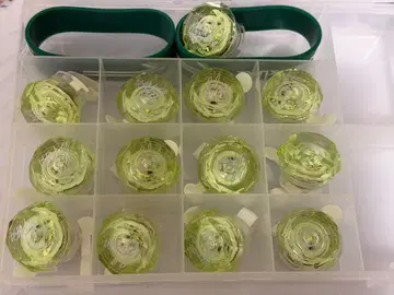 파라라이 돕쇼 린라이 링라이트 연동하