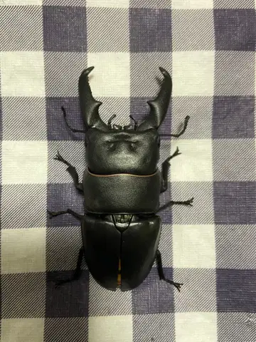 넓적사슴벌레 [ 생물대도감 장수풍뎅이 06 ]